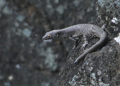 Noronha Mabuya, Trachylepis atlantica