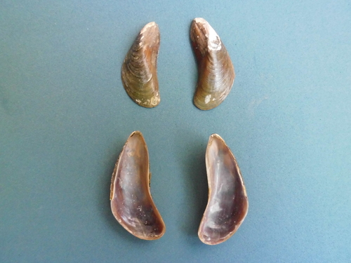 Charru Mussel