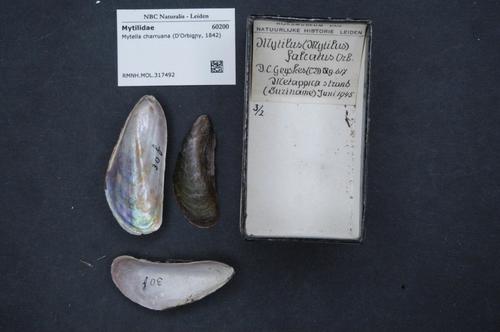 Charru Mussel
