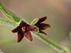 Matelea cynanchoides