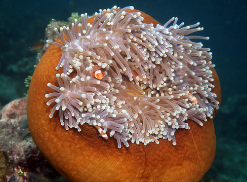 Magnificent Sea Anemone