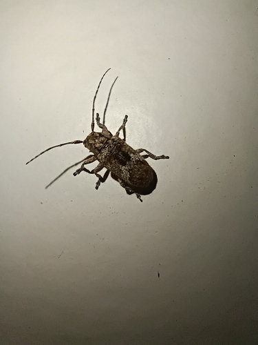 Rhytiphora bankii observed 2025-12-15