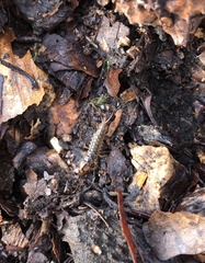 Nebriinae