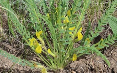 Astragalus lagobromus