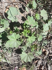 Malva parviflora