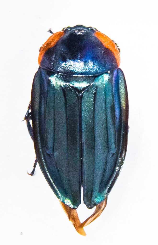 Necrophila viridis