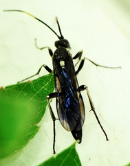 Cratichneumon unifasciatorius