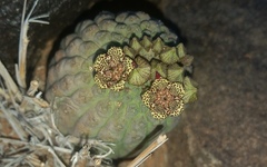 Larryleachia picta