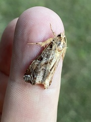 Callopistria floridensis