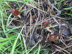 Psathyrella atrospora