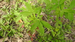 Trifolium alexandrinum