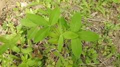 Trifolium alexandrinum