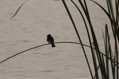 iNaturalist observation photo of Black Phoebe