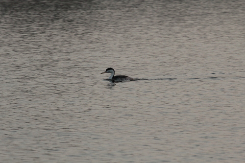 iNaturalist observation photo of Clark's Grebe