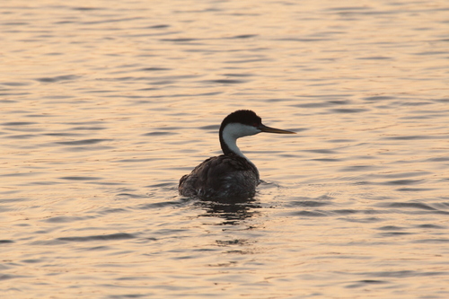 iNaturalist observation photo of Western Grebe