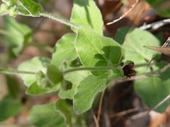 Matelea cynanchoides