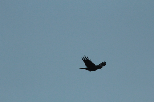 iNaturalist observation photo of American Crow