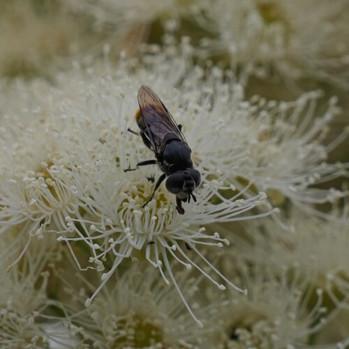 Psilota auricauda observed 2025-12-16