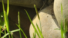 Alopecurus aequalis amurensis