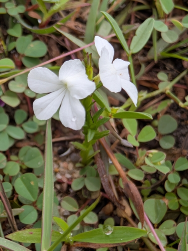 Striga angustifolia observed 2025-12-16