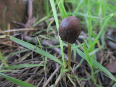 Psathyrella atrospora