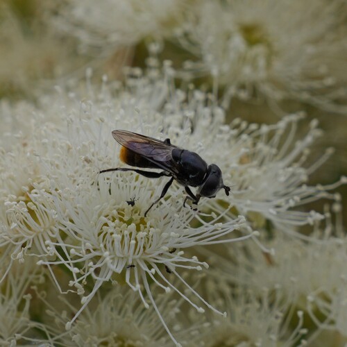Psilota auricauda observed 2025-12-16