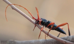 Jonthodina sculptilis