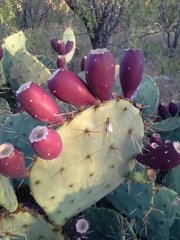 Opuntia sanguinocula