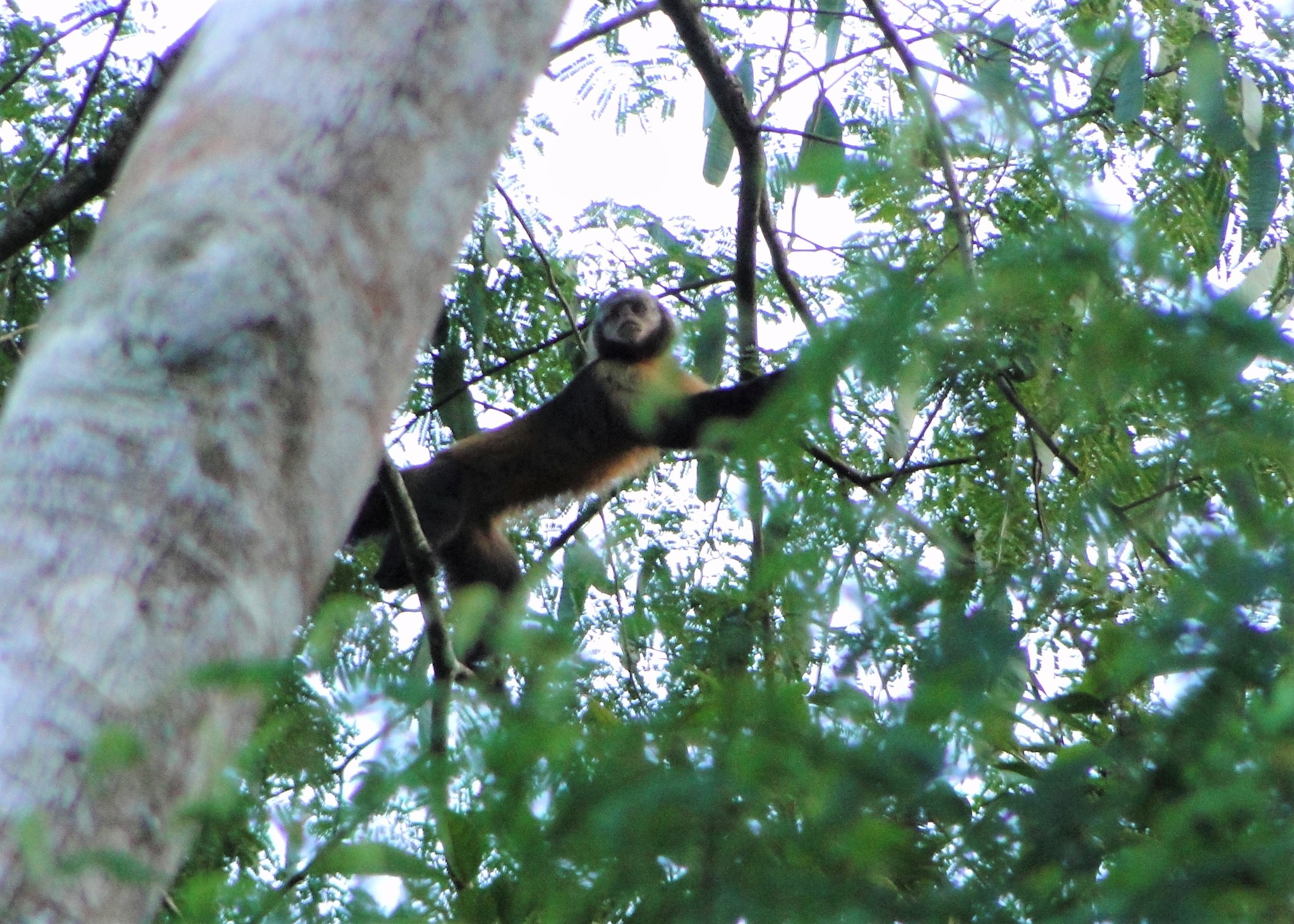 Macaco-prego-do-peito-amarelo (Cebus apella xanthosternos) - Ambientebrasil  - Ambientes