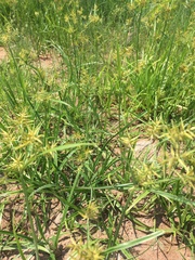 Cyperus