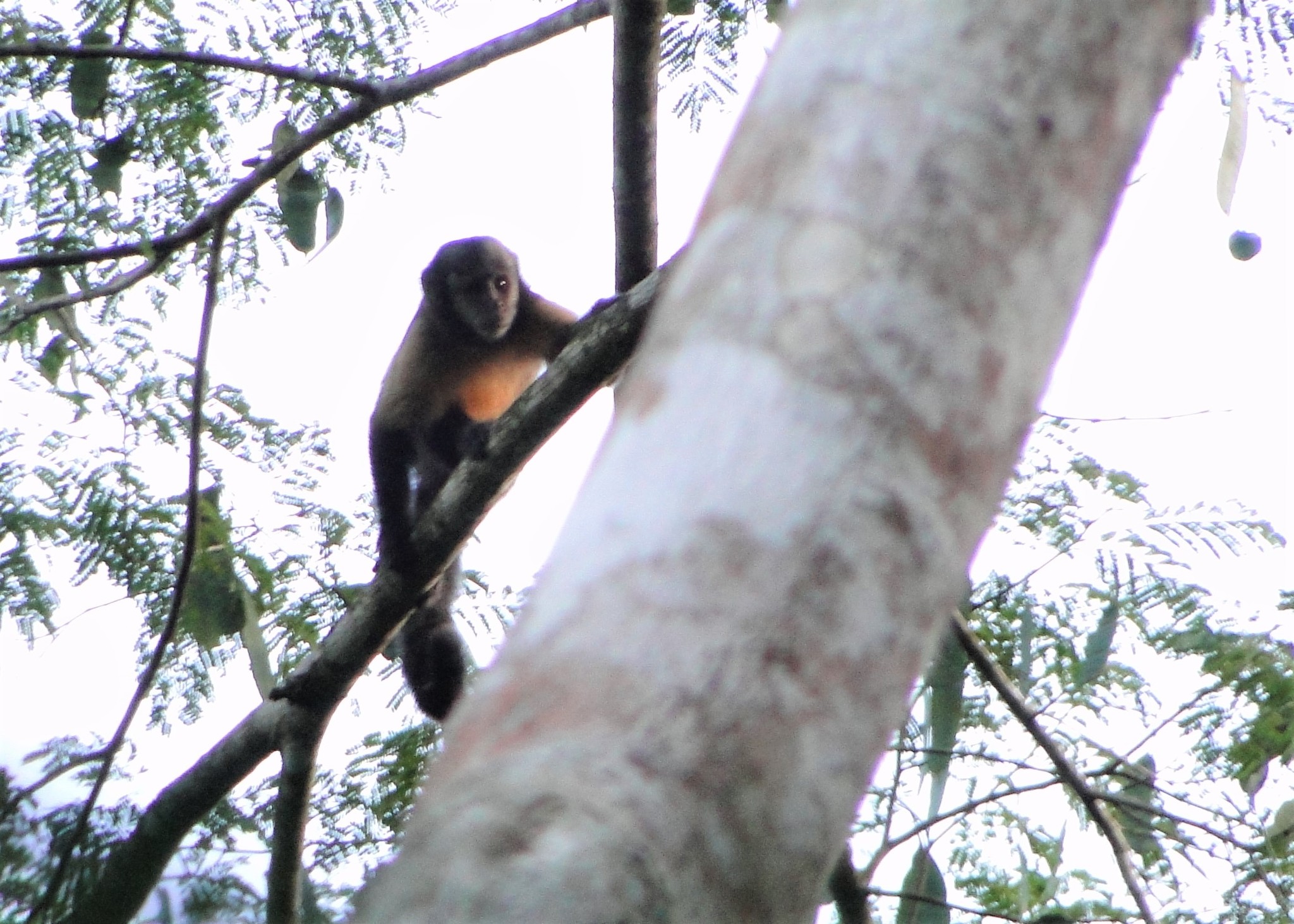 Macaco-prego-do-peito-amarelo (Cebus apella xanthosternos) - Ambientebrasil  - Ambientes