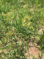 Cyperus