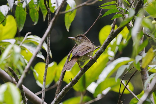 Charlotte's Bulbul (Iole charlottae), photo 8