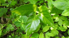 Tetrastigma hemsleyanum