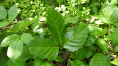Tetrastigma hemsleyanum