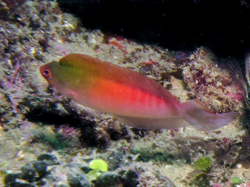 Australian dottyback (Ogilbyina novaehollandiae) — Pseudochromidae