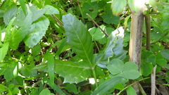 Tetrastigma hemsleyanum