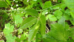 Tetrastigma hemsleyanum