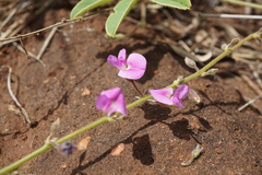Tephrosia lupinifolia