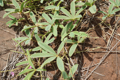 Tephrosia lupinifolia