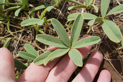 Tephrosia lupinifolia