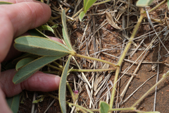 Tephrosia lupinifolia