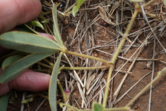 Tephrosia lupinifolia