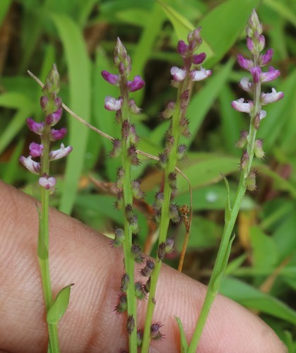 Salomonia ciliata iNat (2)