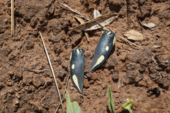 Sternocera orissa orissa