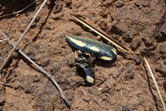 Sternocera orissa orissa