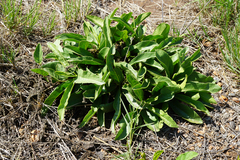 Pygmaeothamnus