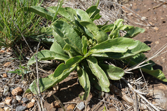 Pygmaeothamnus