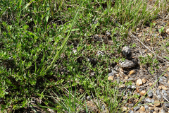 Barleria macrostegia