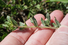 Barleria macrostegia